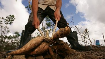 UNTOLD HIDDEN WEALTH IN CASSAVA FARMING